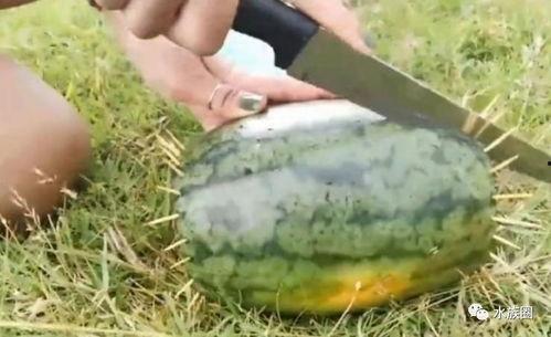 娱乐吃瓜鱼,揭秘娱乐圈那些不为人知的幕后故事